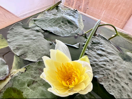 VertiCairo’s Nano Lotus Tank: A Visual Experiment in Living Art