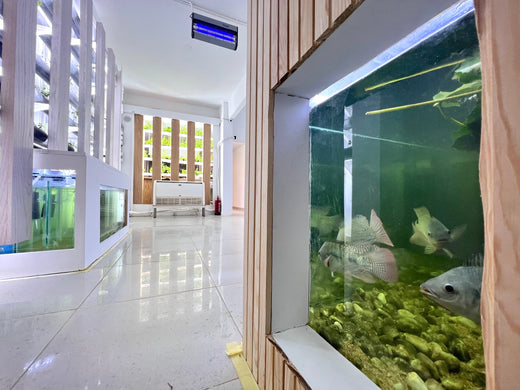 VertiCairo's indoor Farm