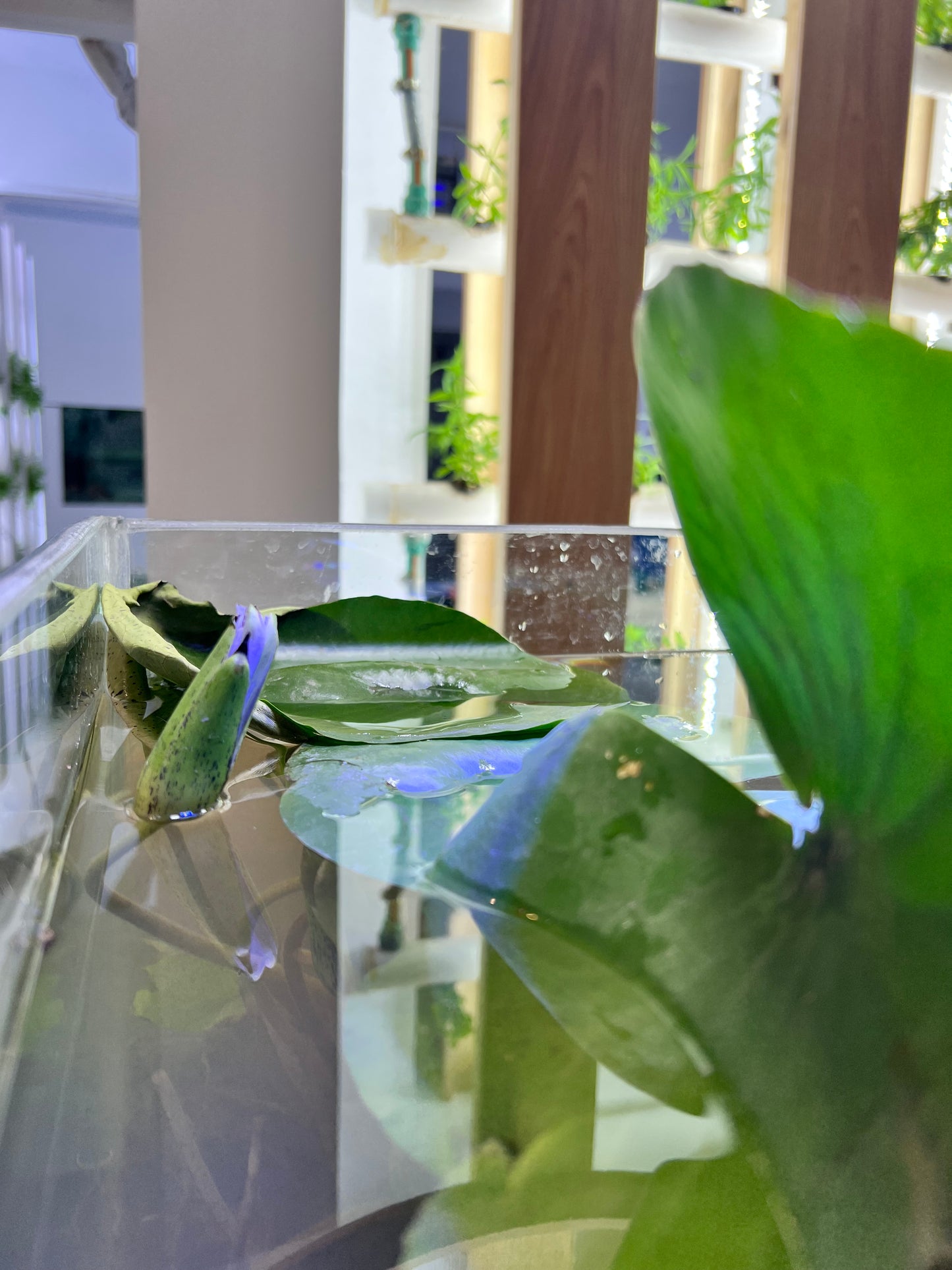 The VertiCairo City Farm Experience