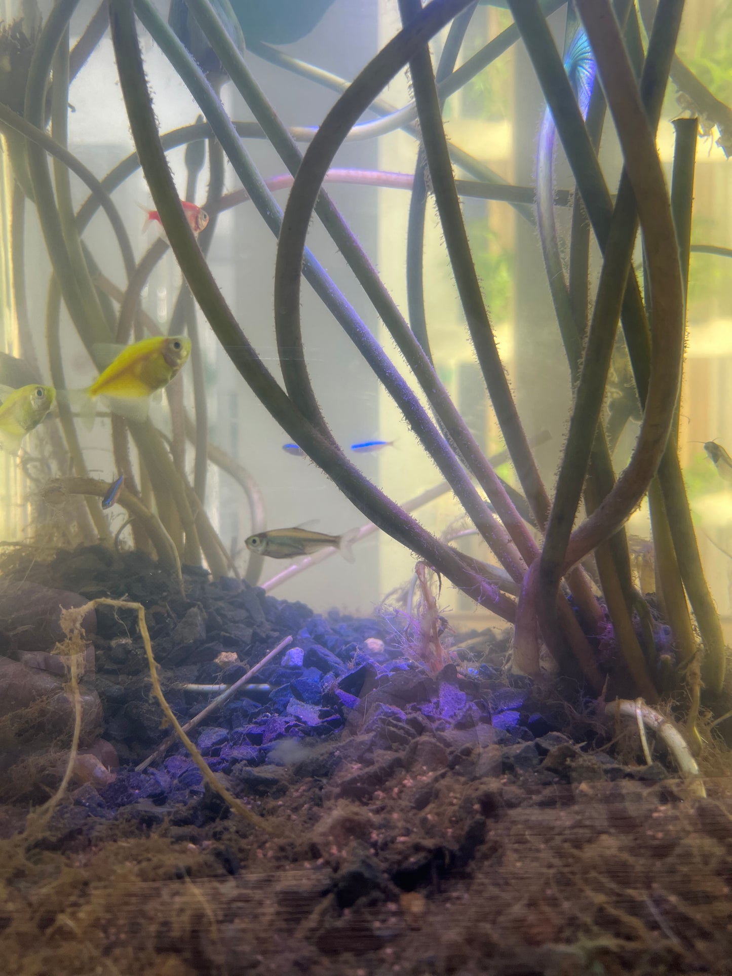 The VertiCairo City Farm Experience