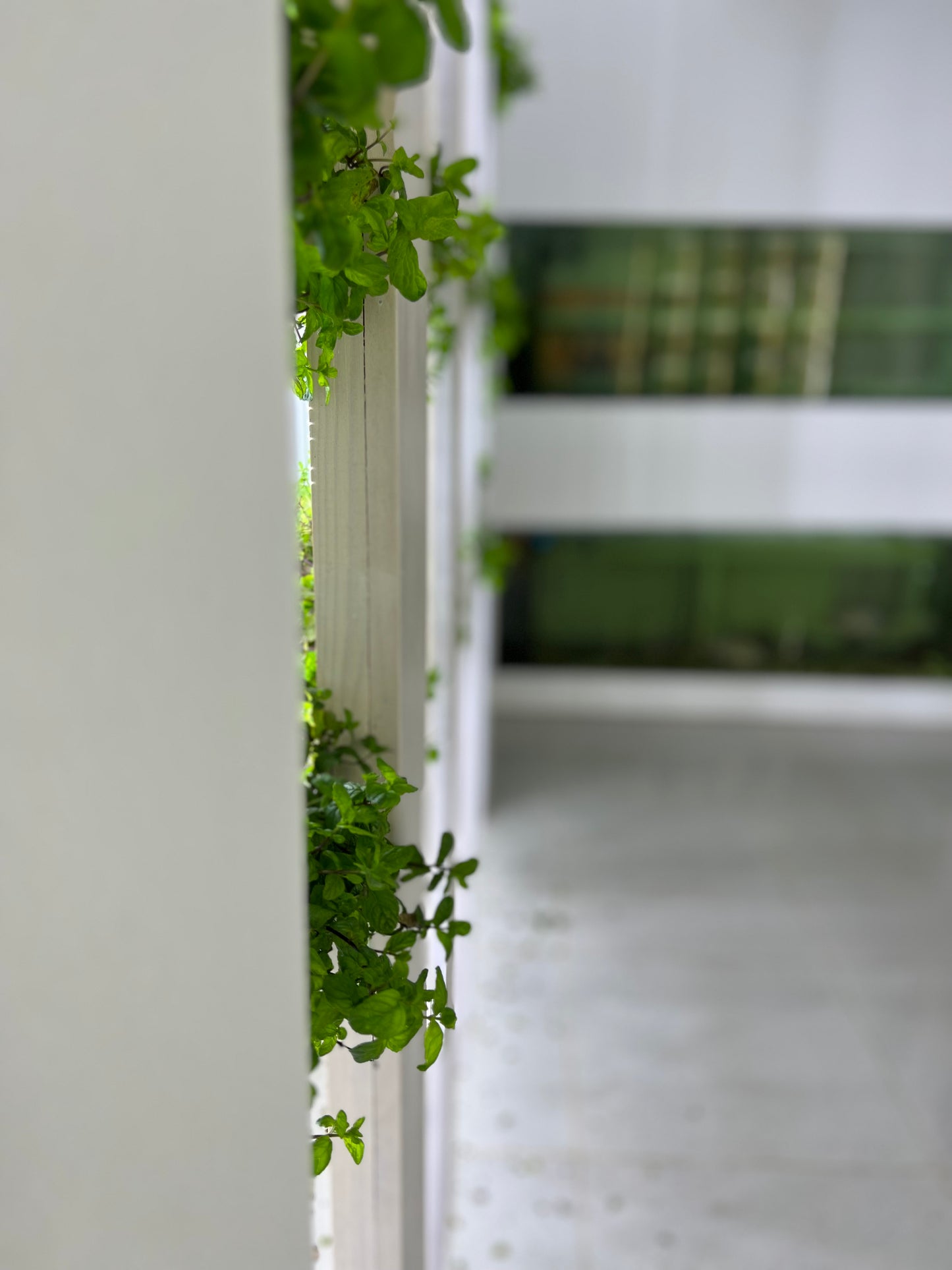 The VertiCairo City Farm Experience