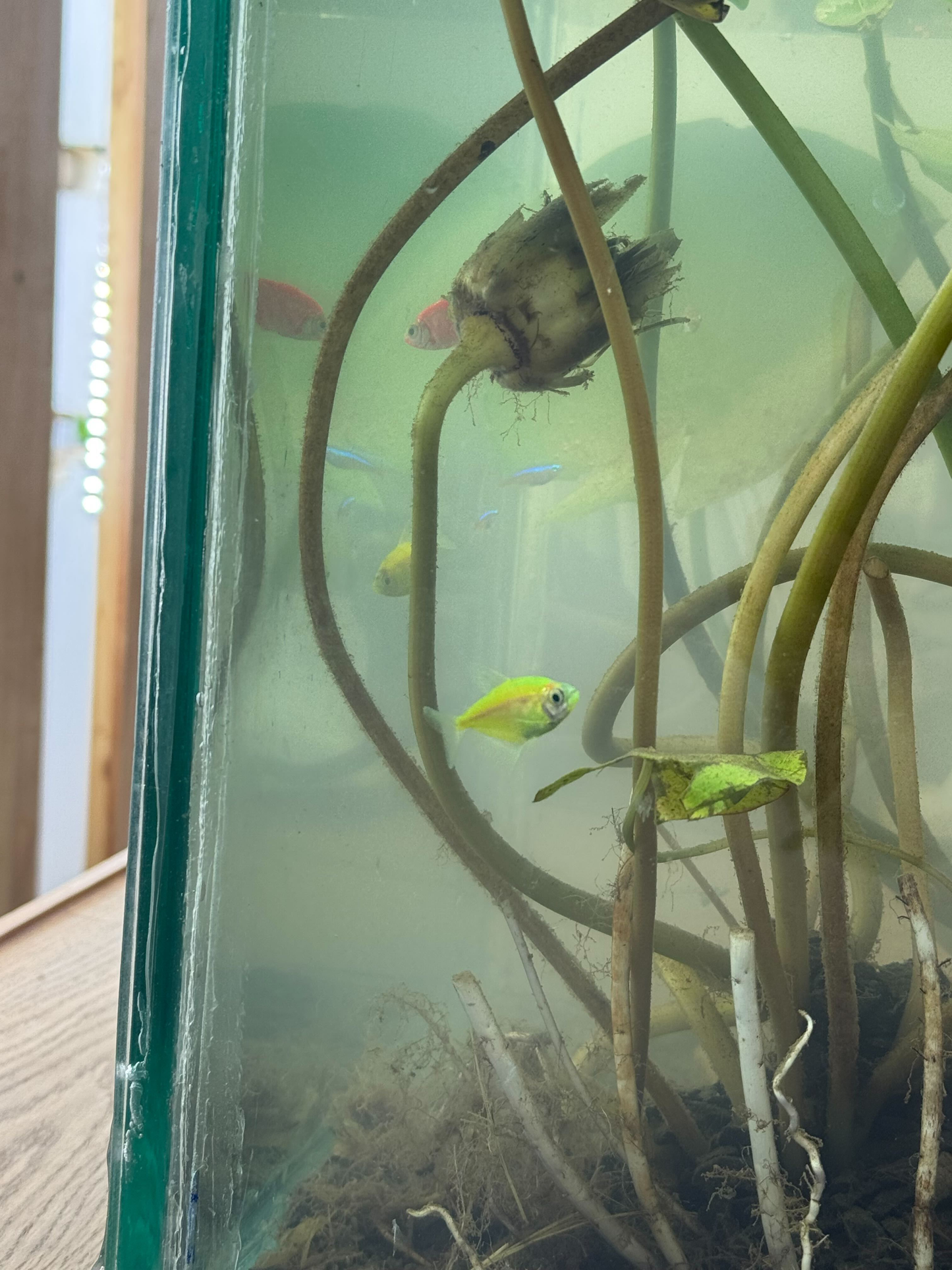 The VertiCairo City Farm Experience