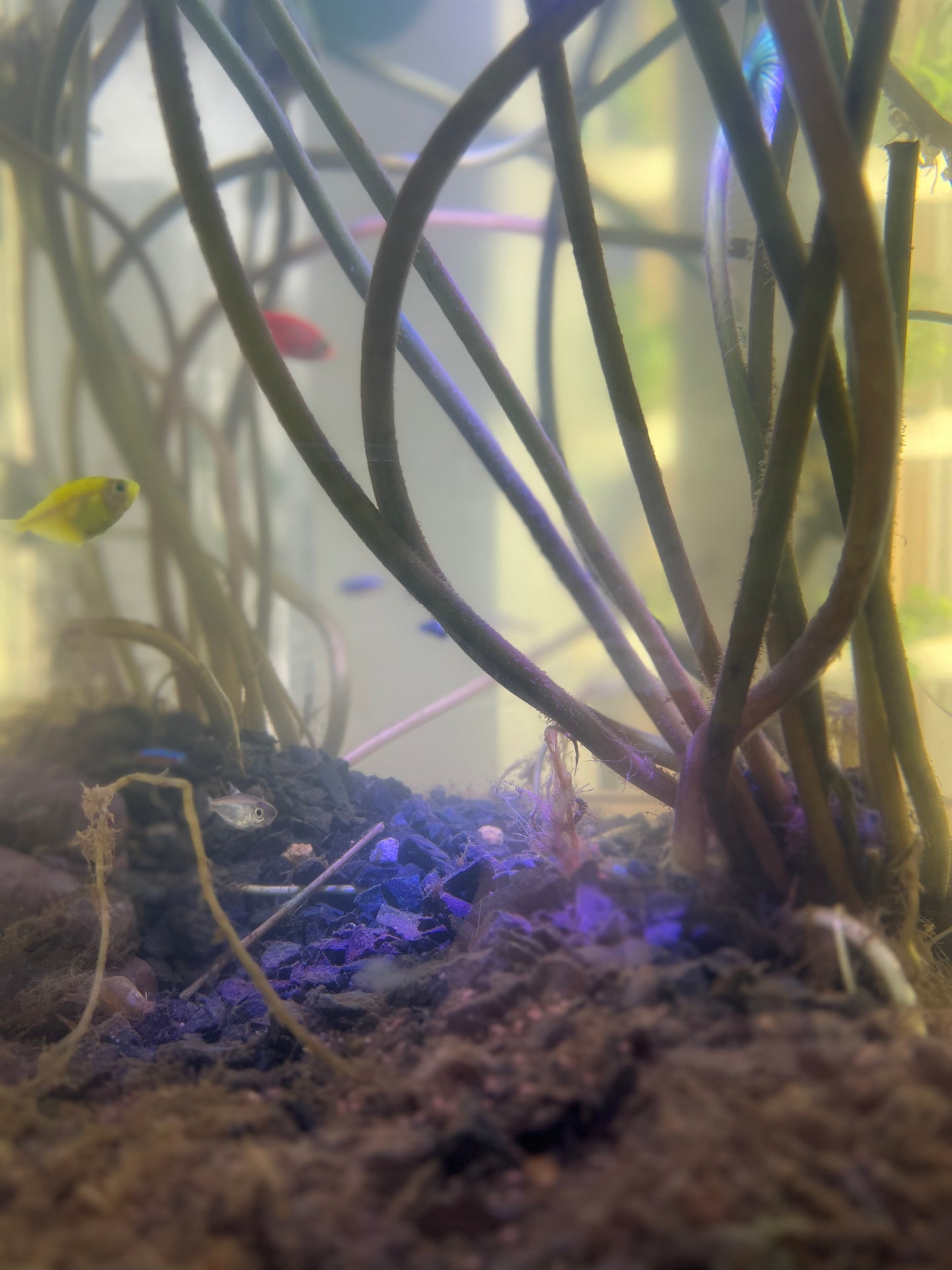 The VertiCairo City Farm Experience