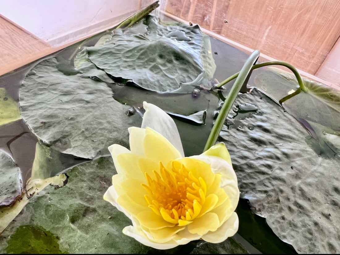 VertiCairo’s Nano Lotus Tank: A Visual Experiment in Living Art